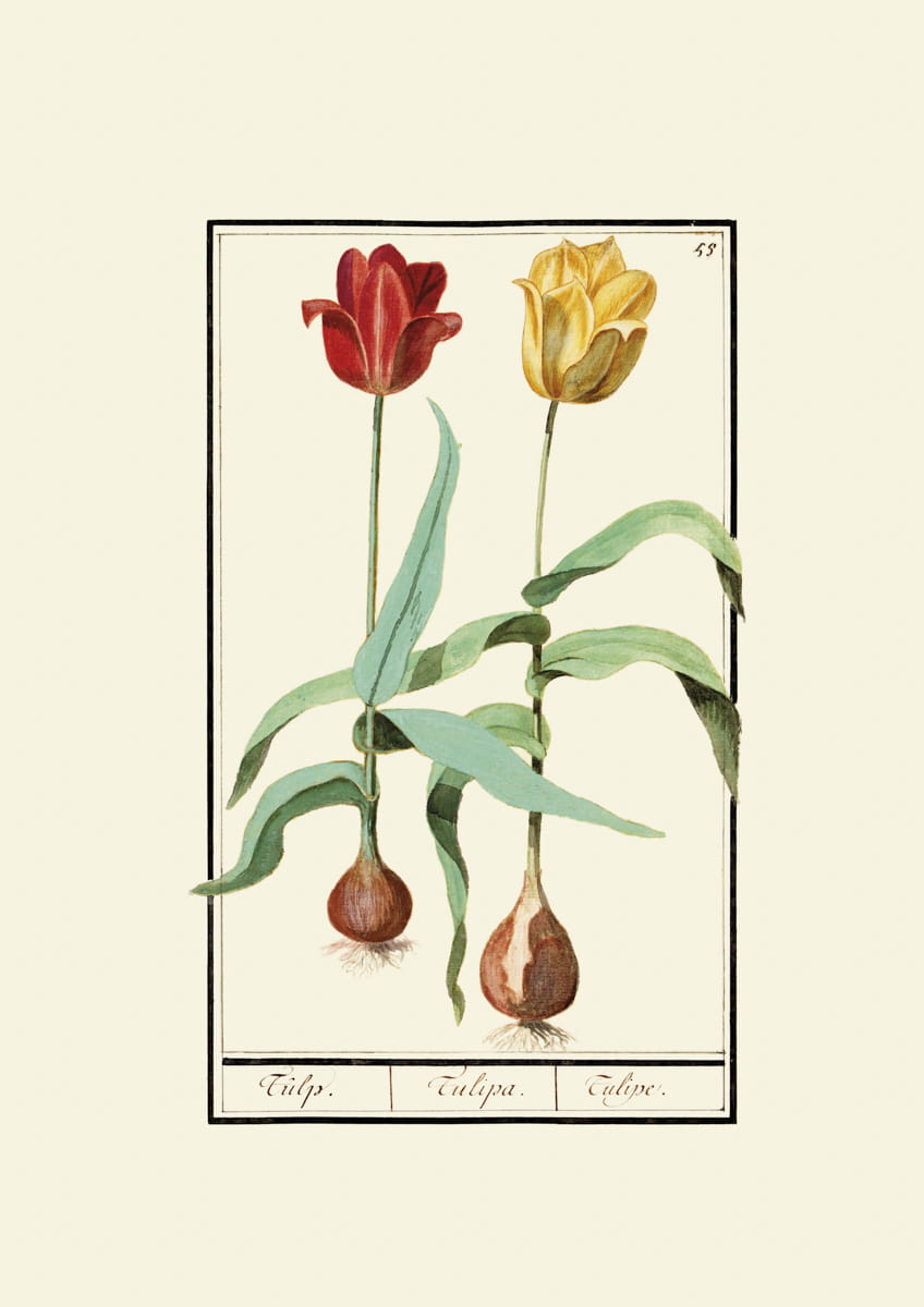 Rycina, ok. 1600 r.,  tulipany 55