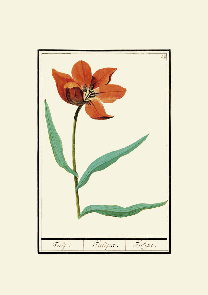 Rycina, ok. 1600 r., tulipany 58
