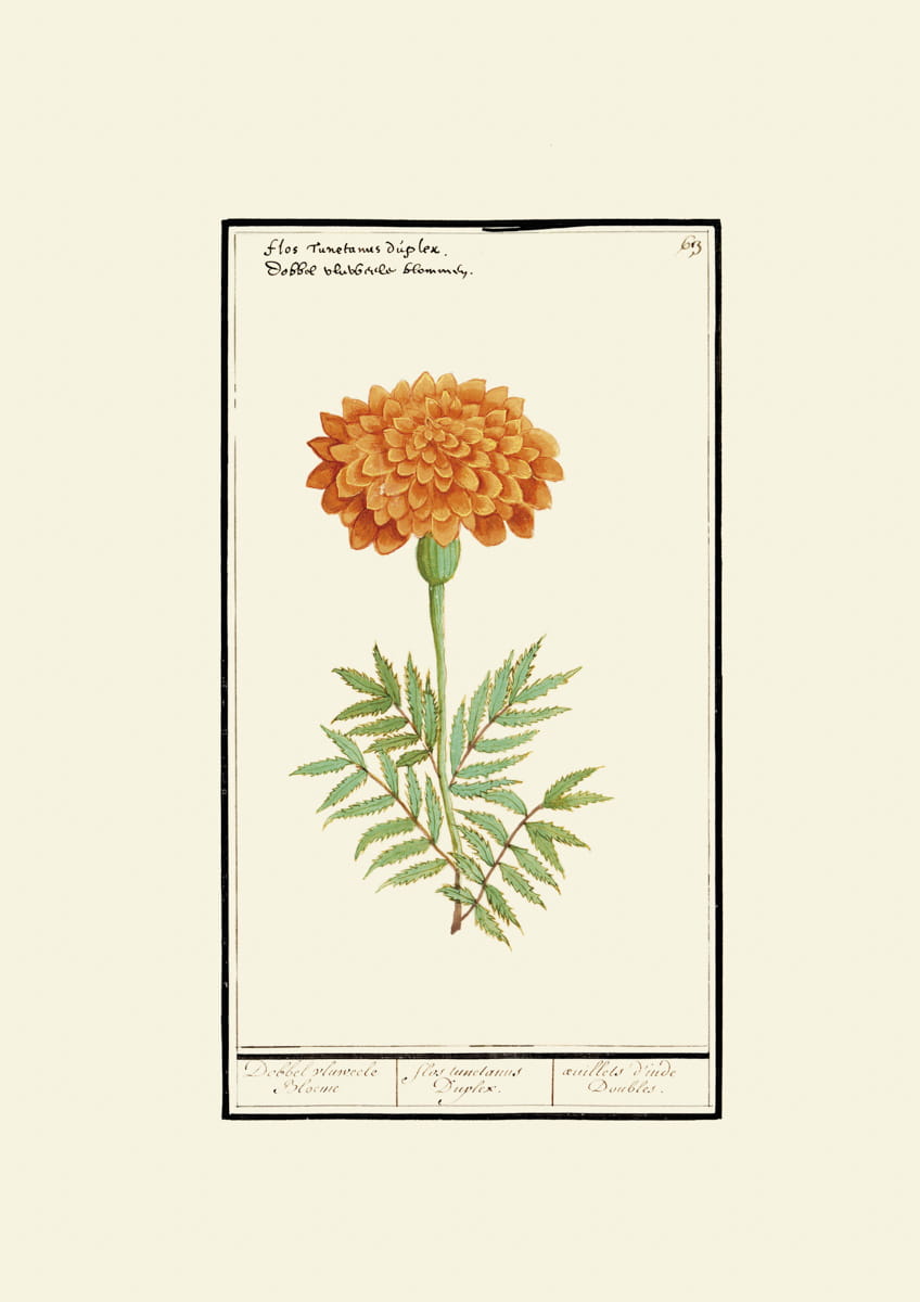 Rycina, ok. 1600 r.,  Flos Tunelanus Duplex