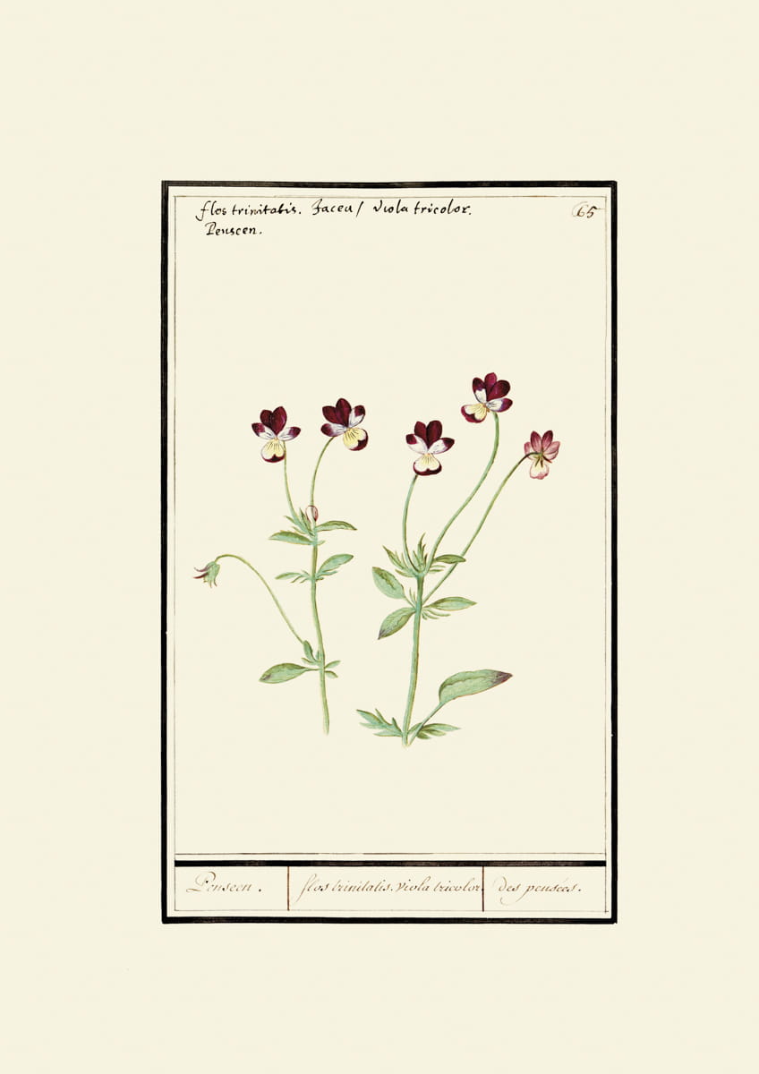 Rycina, ok. 1600 r., Flos brinilalis viola bricolor