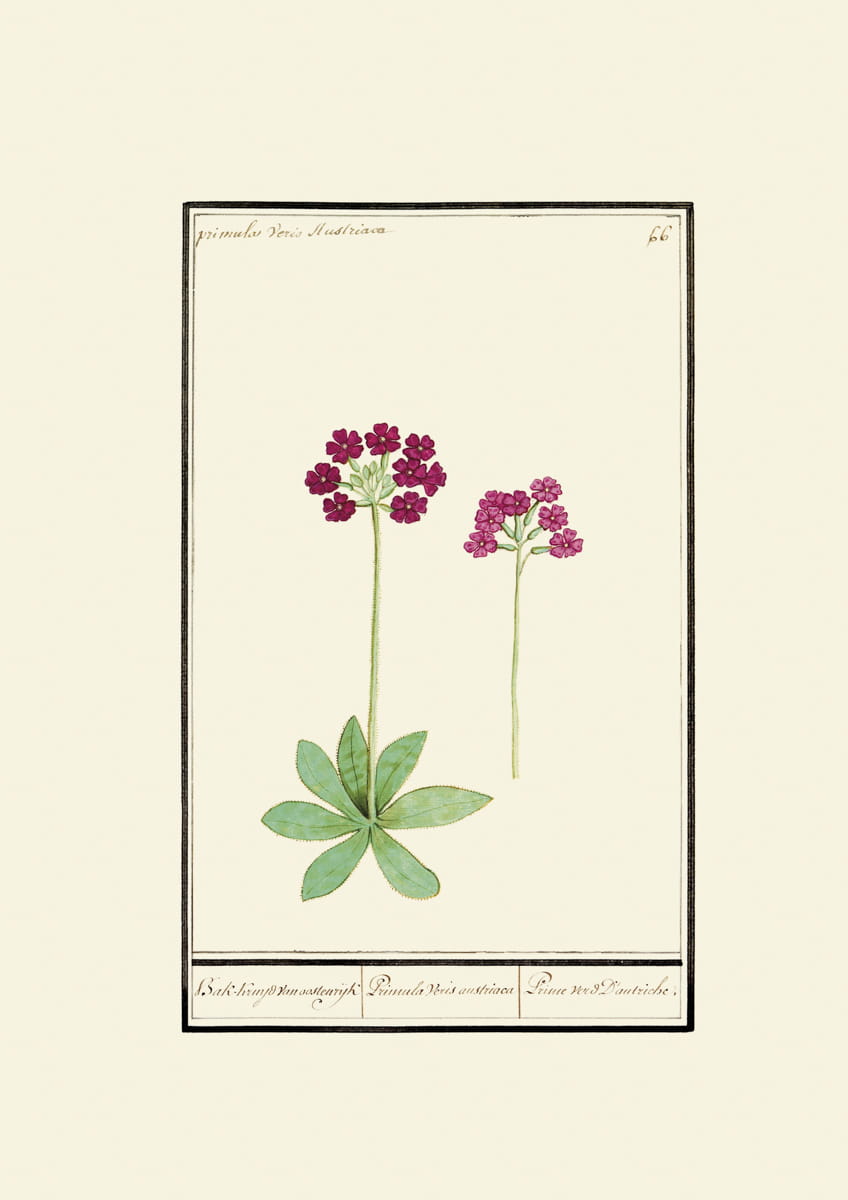 Rycina, ok. 1600 r., Primula Veris Austriaca