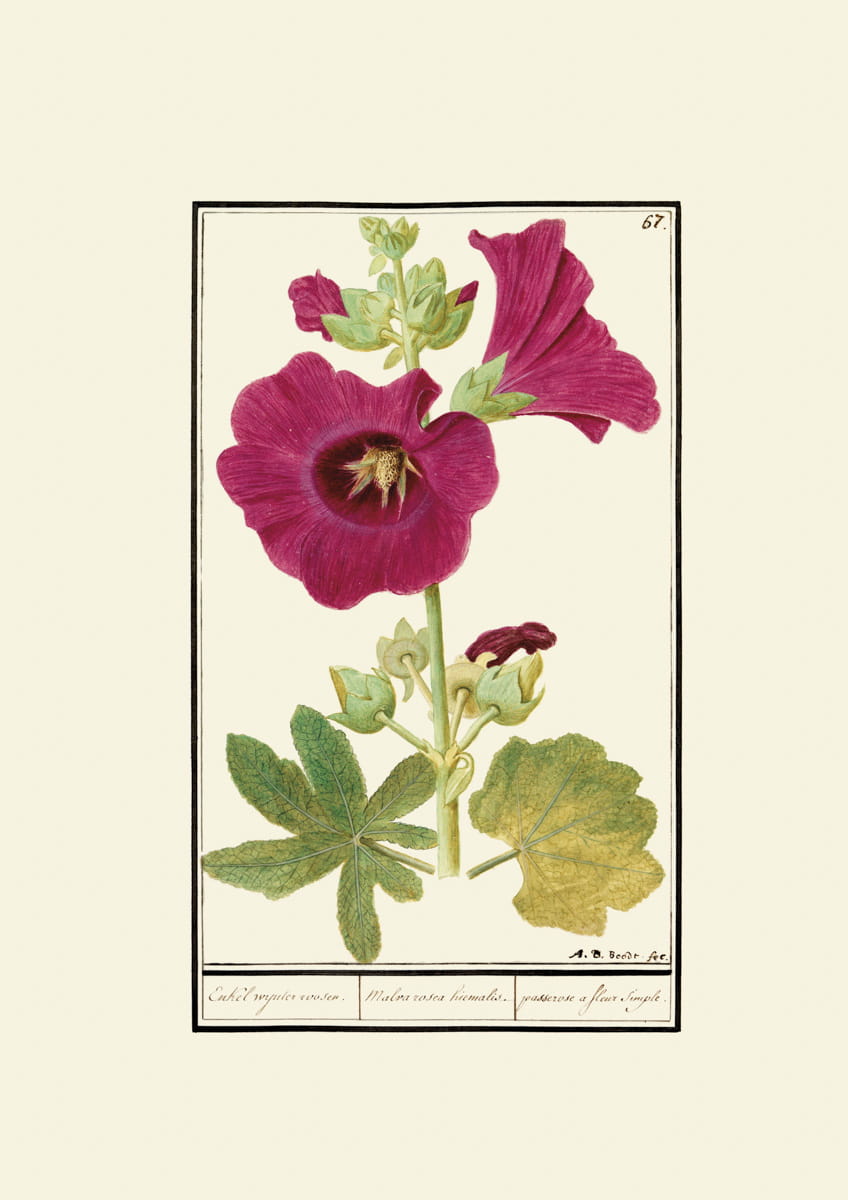 Rycina, ok. 1600 r., Malva rosea hiemalis