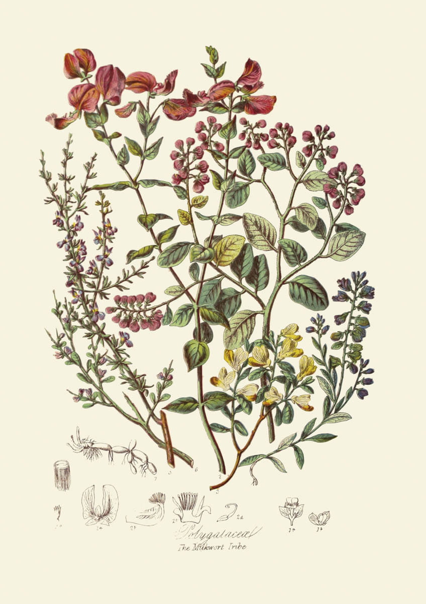 Obraz kwiaty: The Milkwort Tribe