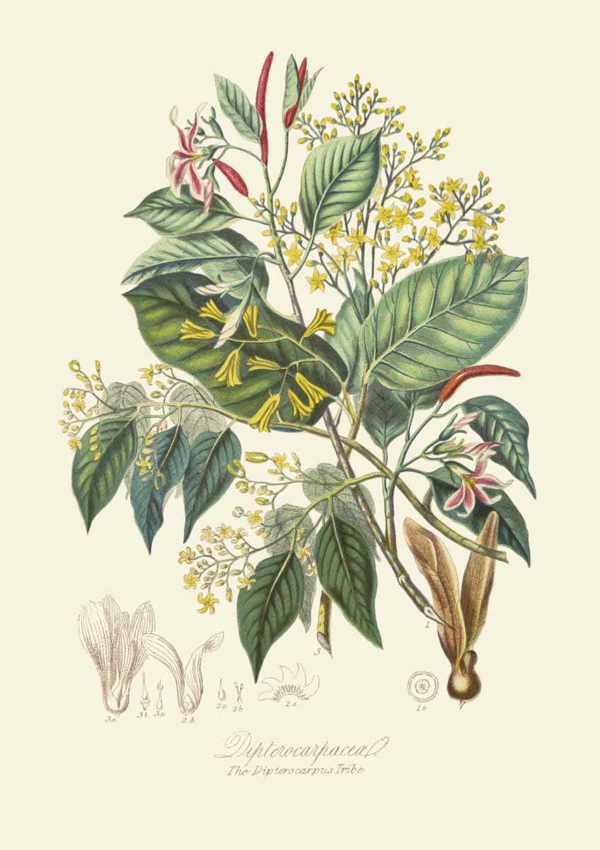 Obraz kwiaty: The Dipterocarpus Tribe