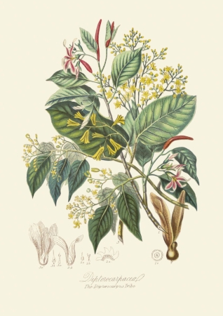 obraz kwiaty kolorowa grafika botaniczna dwuskrzydłowate