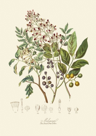 kolorowa grafika rycina botaniczna koralikowiec
