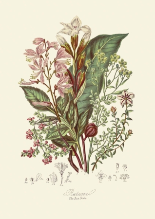 obraz kwiaty rycina botaniczna rutacea