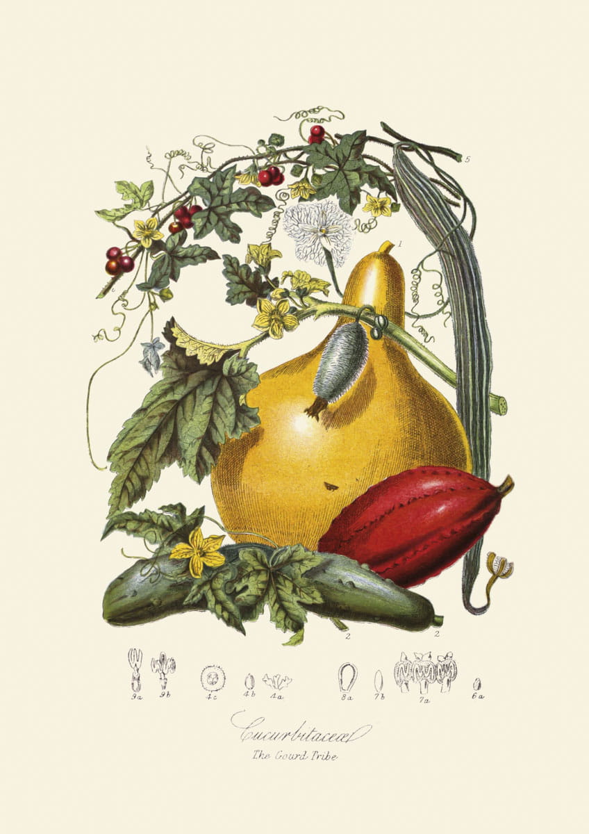Obraz kwiaty: The Gourd Tribe