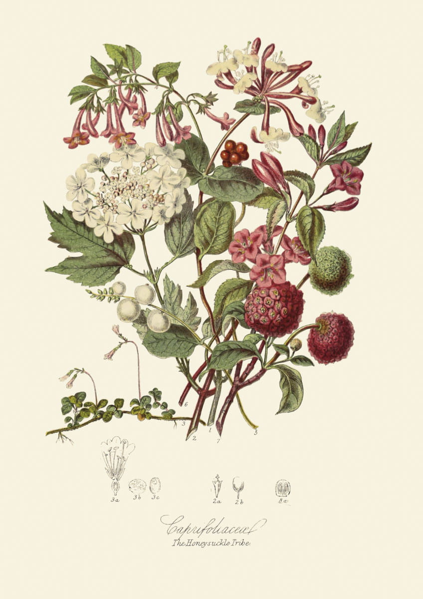 Obraz kwiaty: The Honeysuckle Tribe