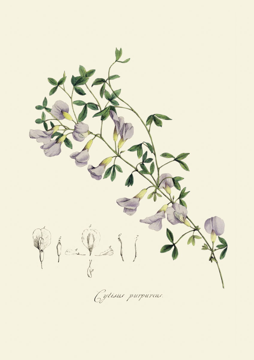 Obraz kwiaty, 1793 r.,  Cytisus purpureus