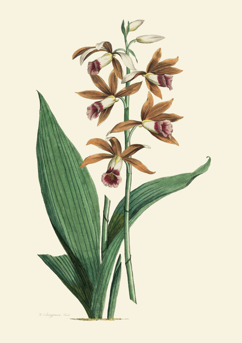 Obraz kwiaty, 1793 r., Flecit 2