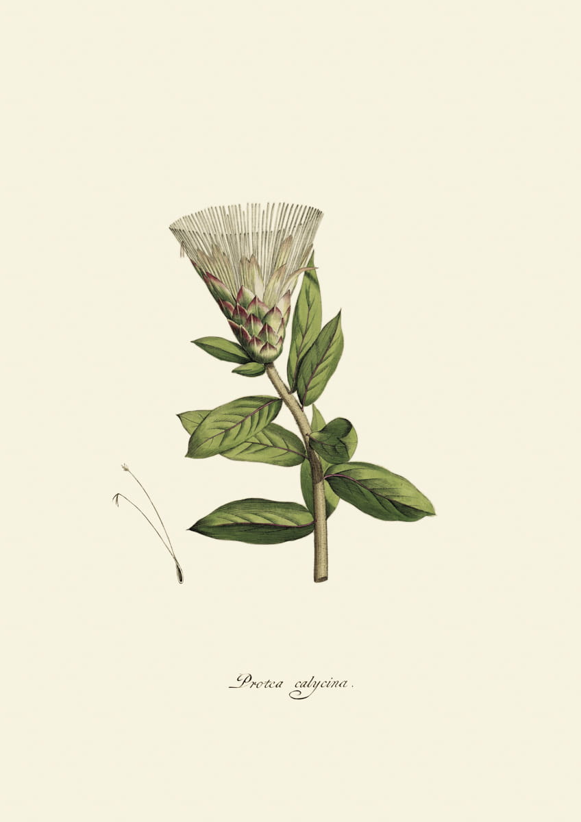 Obraz kwiaty, 1793 r.,  Protea calycina