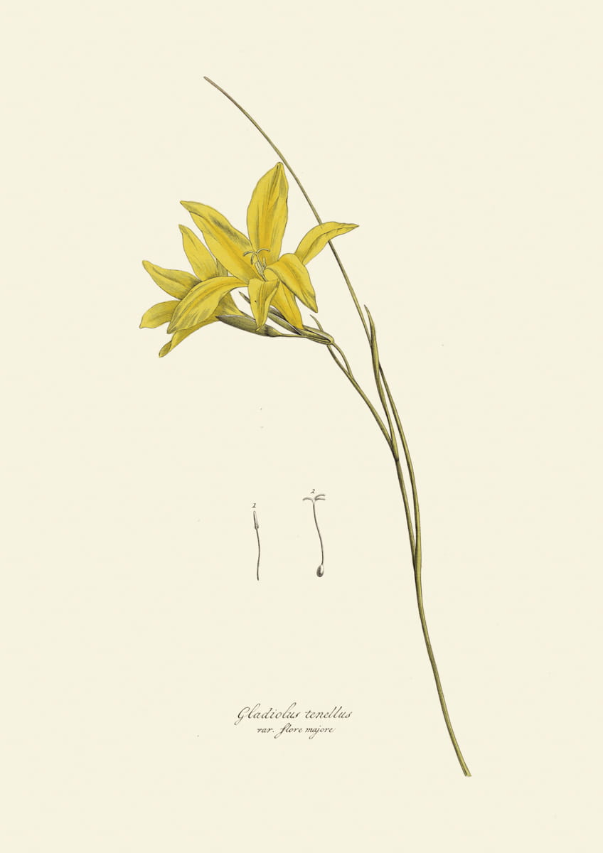 Obraz kwiaty, 1793 r.,  Gladiolus tenellus