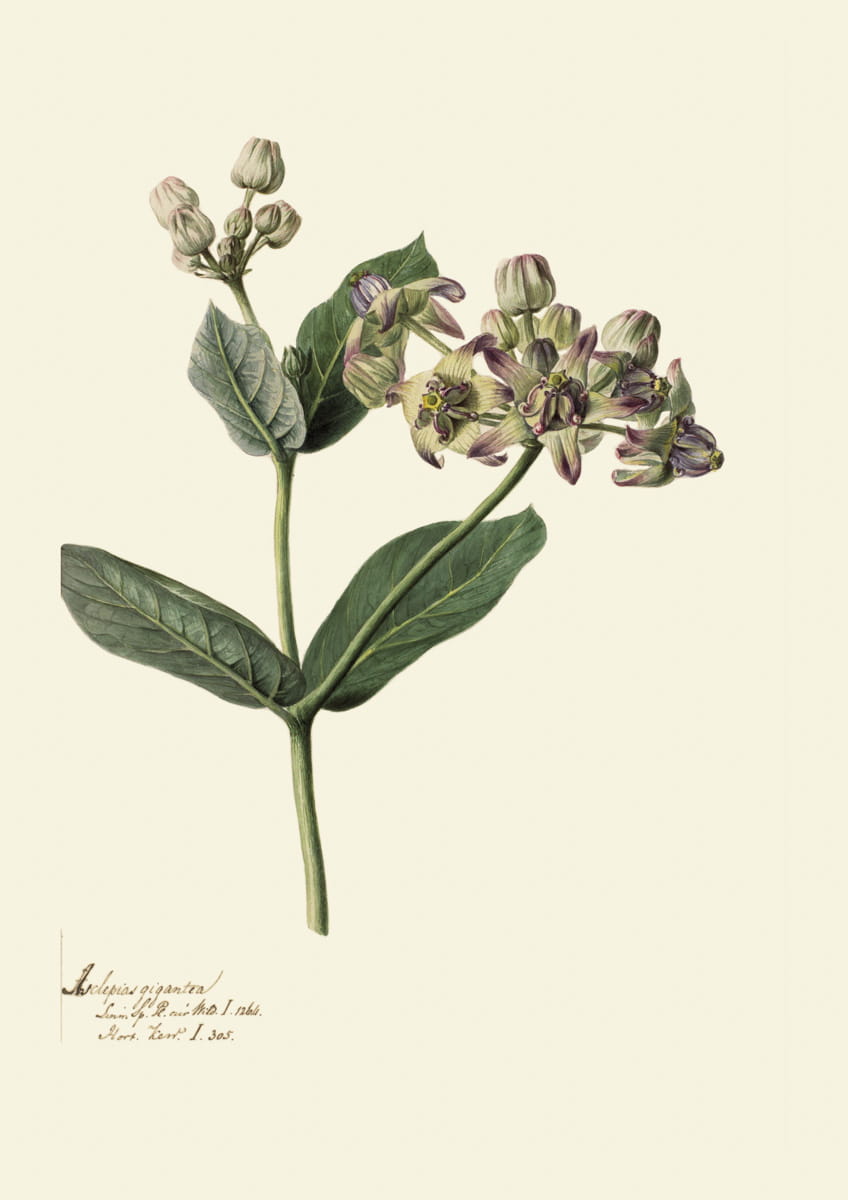 Obraz kwiaty, 1793 r., Asclepiargigantea