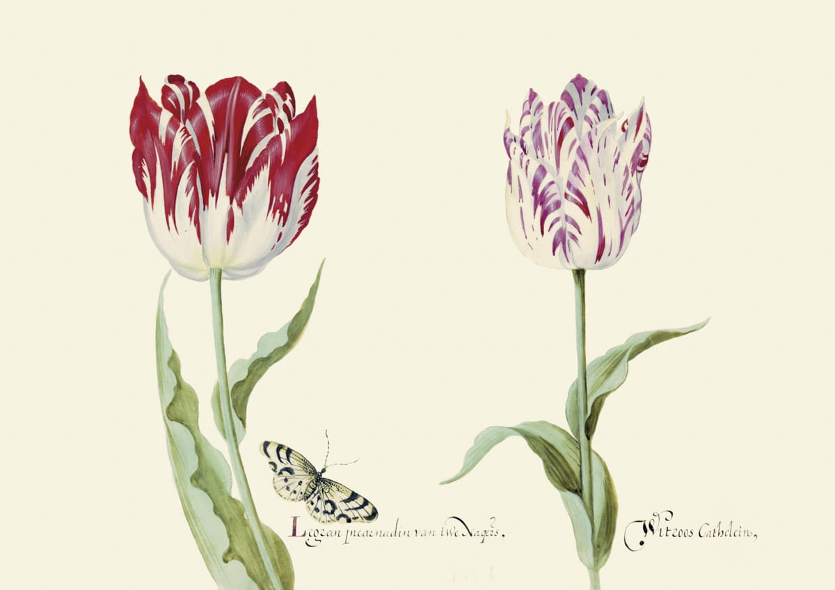 Obraz tulipany, ok. 1640 r., Legran incarnadinvan twenages