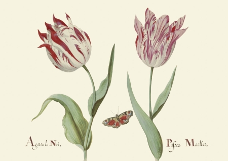 obraz tulipany obraz na ścianę obraz do salonu grafika na ścianę Jacob Marrel