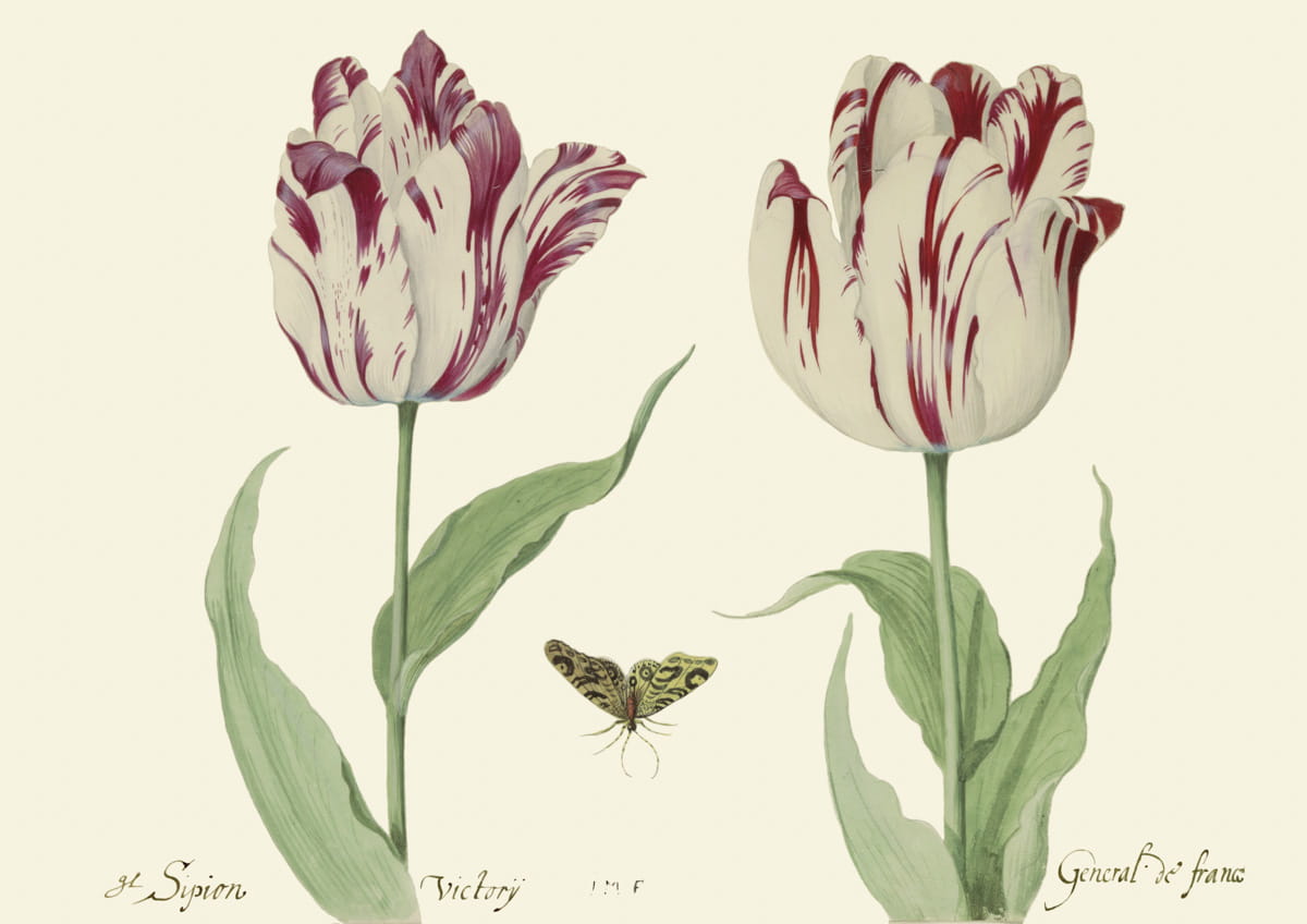 Obraz tulipany, , ok. 1640 r., Sipion Victory & General de France