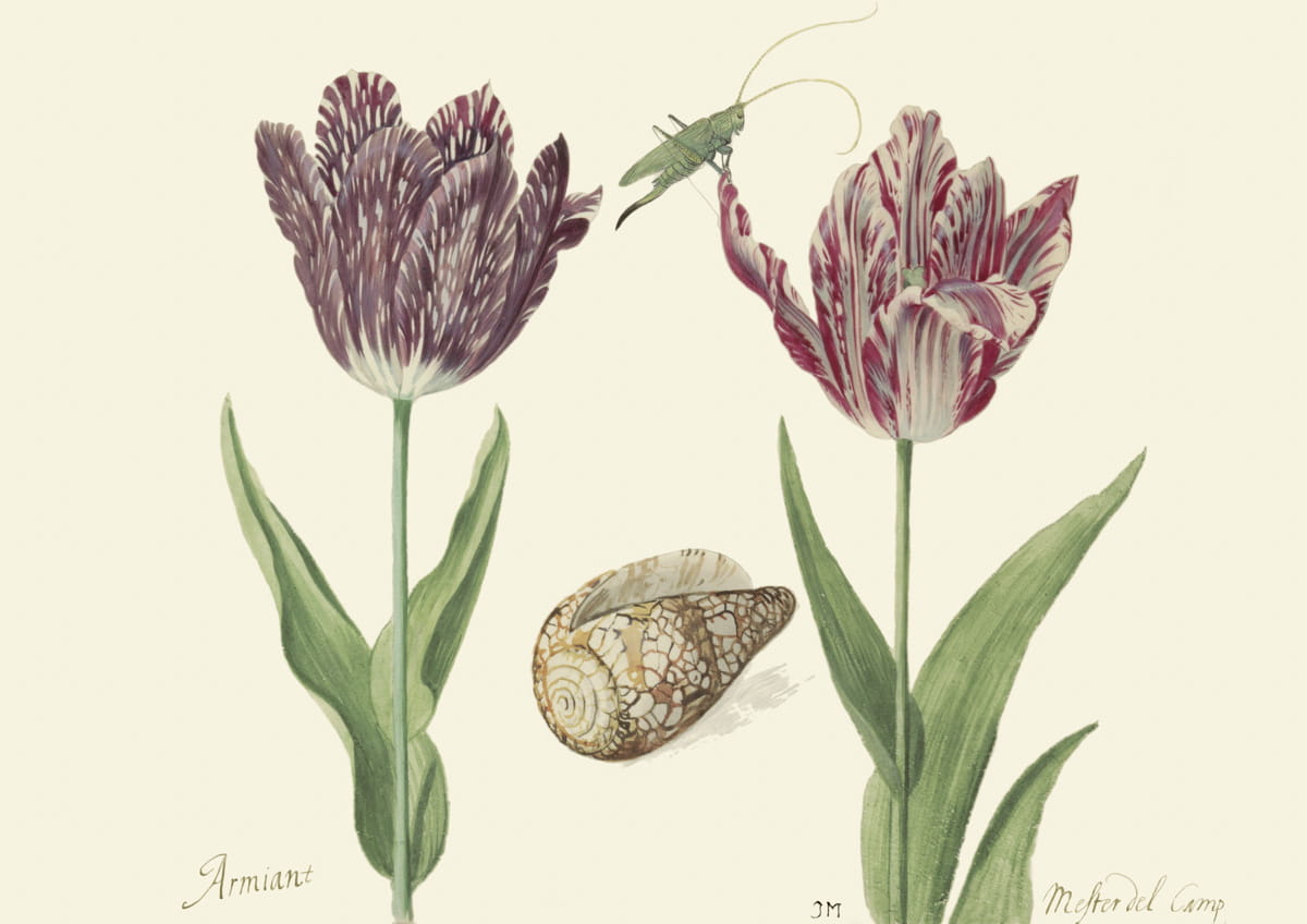 Obraz tulipany, ok. 1640 r.,  Armiant & Mefter del Camp