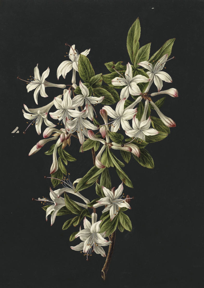 Obraz z kwiatami, 1831 r.,  Branch of Azaleas in Bloom (black)