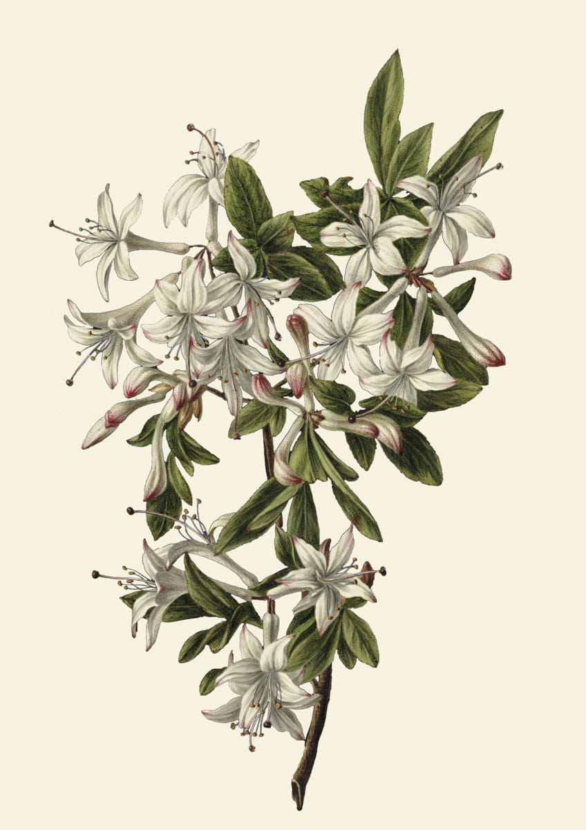 Obraz z kwiatami, 1831 r.,  Branch of Azaleas in Bloom (white)