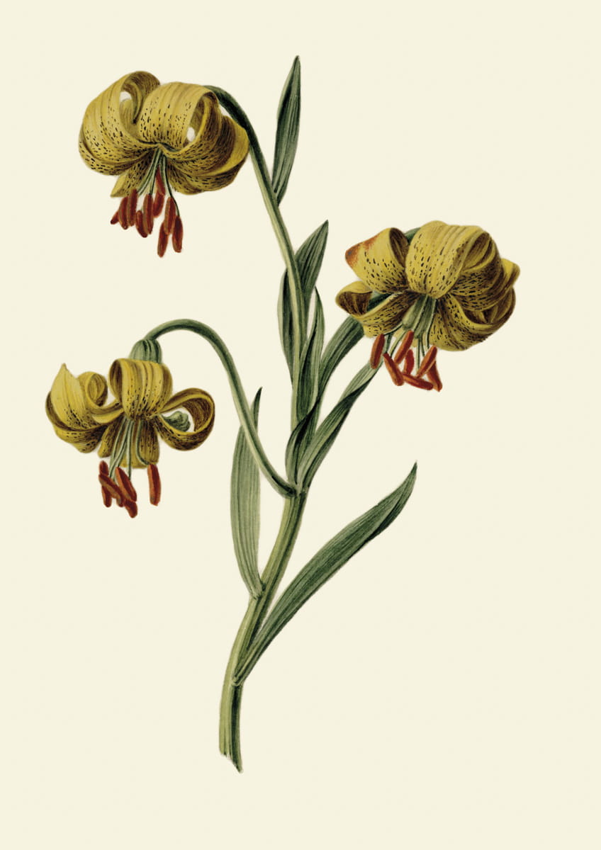 Obraz z kwiatami, 1831 r.,  Tak met drie gele lelies