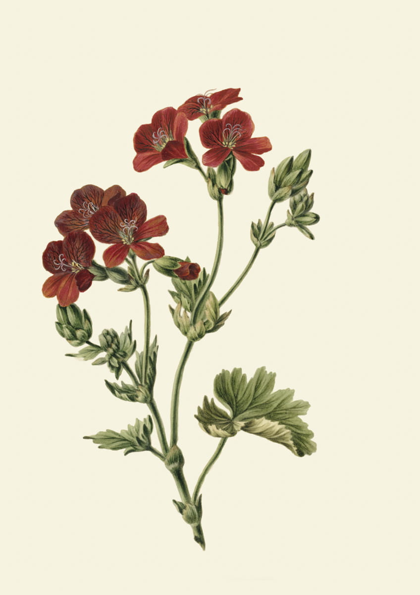Obraz z kwiatami, 1831 r., Rode bloem