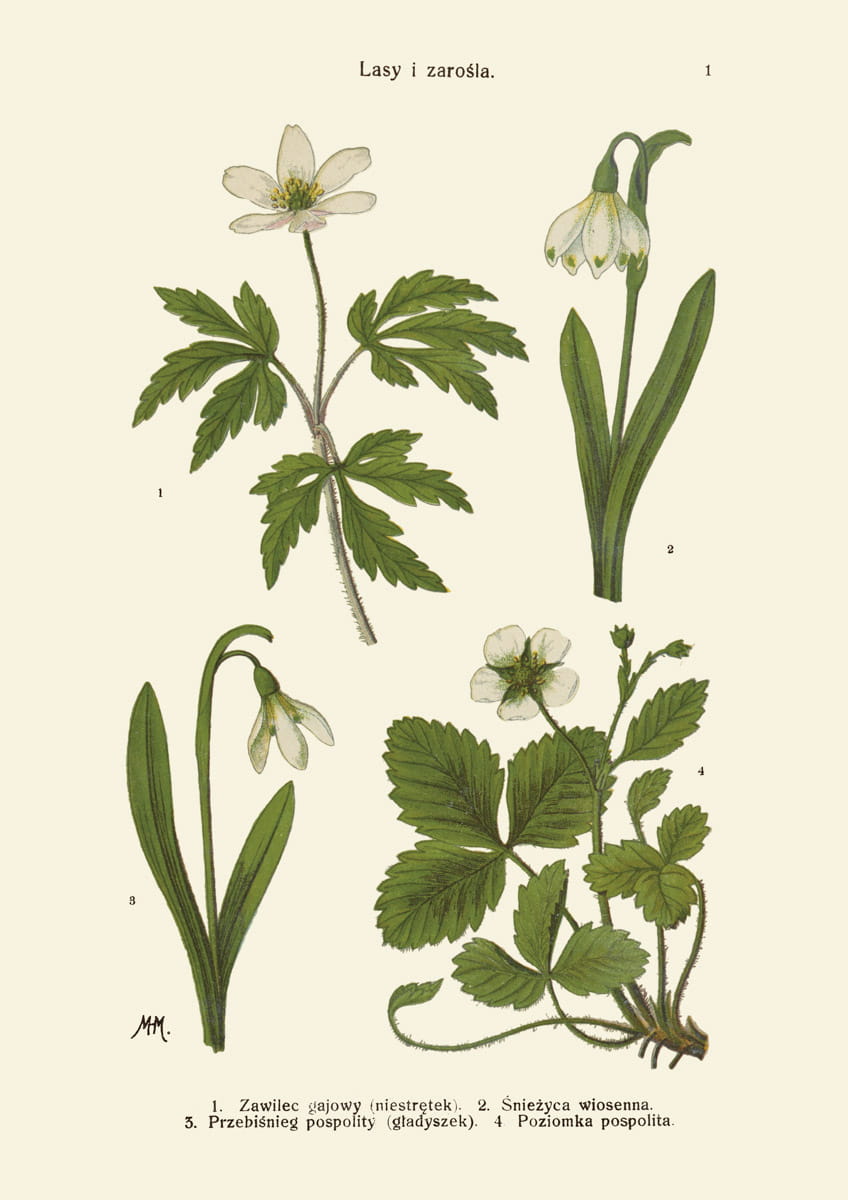 Rycina botaniczna: Lasy i zarośla 01