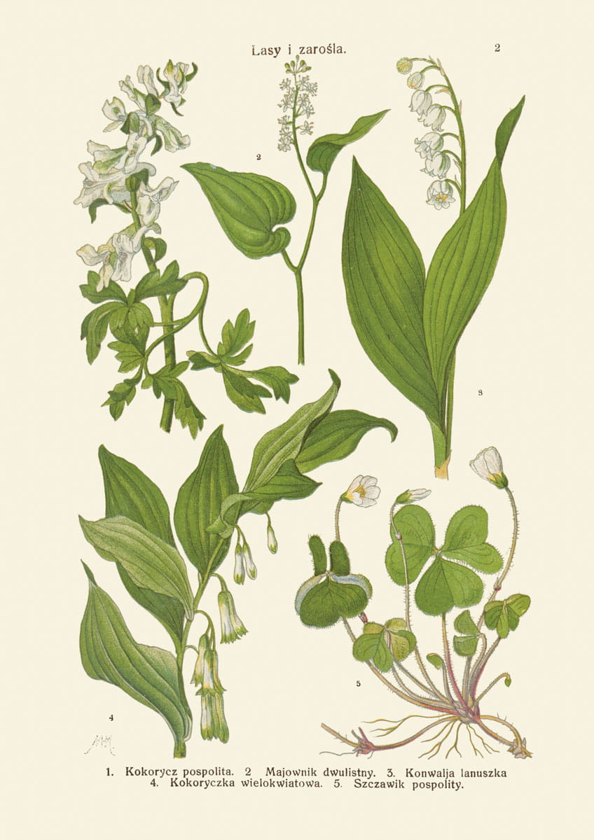 Rycina botaniczna, 1934 r., Lasy i zarośla 02