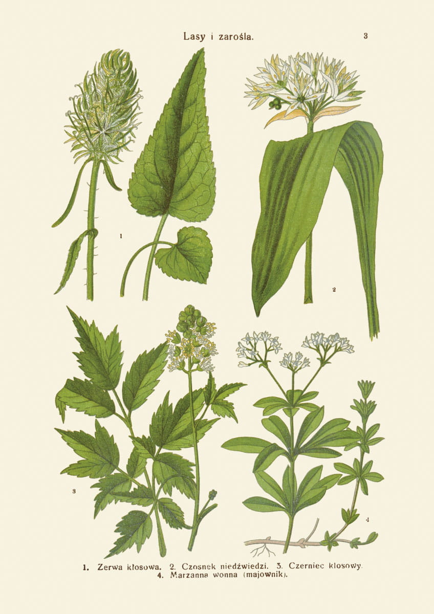 Rycina botaniczna: Lasy i zarośla 03
