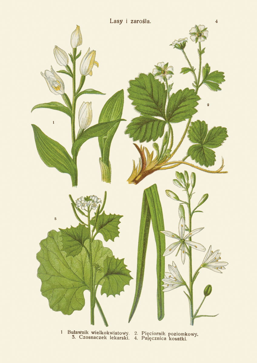 Rycina botaniczna, 1934 r., Lasy i zarośla 04