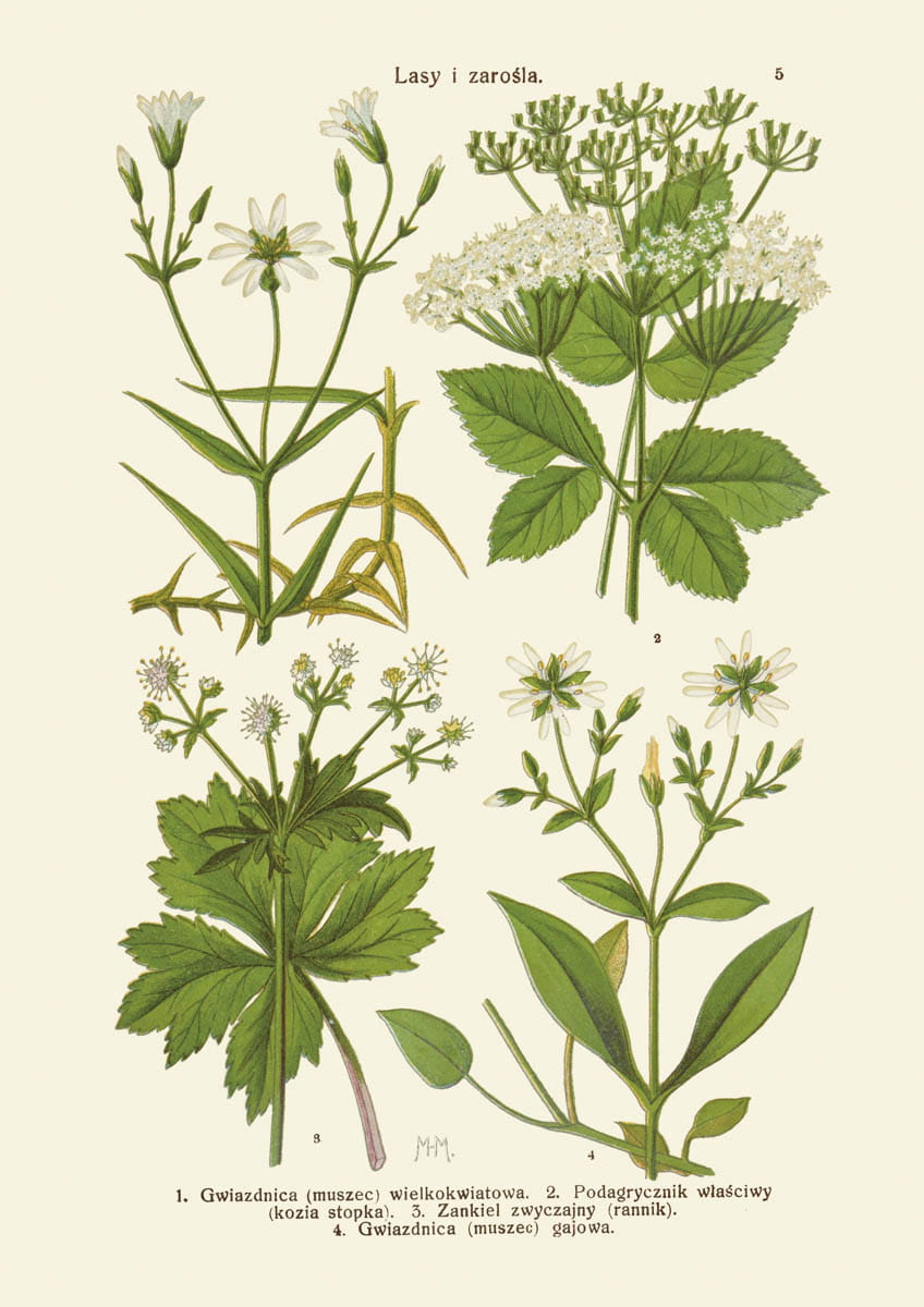 Rycina botaniczna, 1934 r., Lasy i zarośla 05