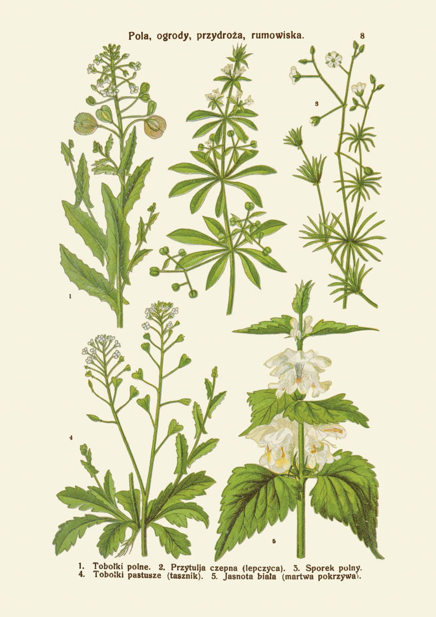 Rycina botaniczna: Pola, ogrody, przydroża, rumowiska 1