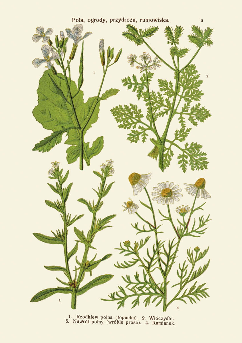 Rycina botaniczna: Pola, ogrody, przydroża, rumowiska 2
