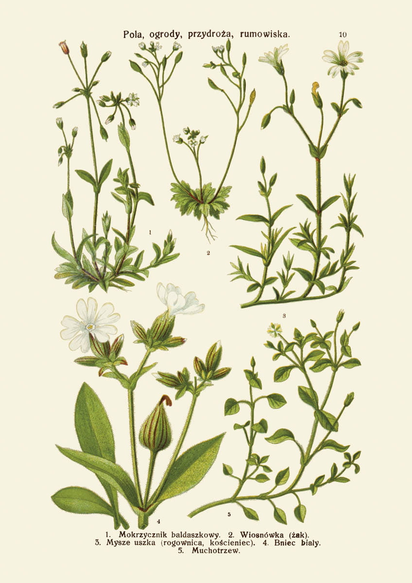 Rycina botaniczna: Pola, ogrody, przydroża, rumowiska 3