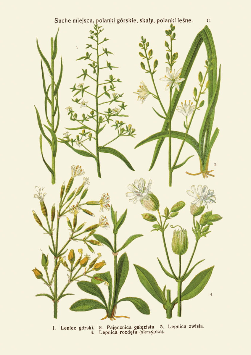 Rycina botaniczna: Suche miejsca, polanki górskie i leśne, skały