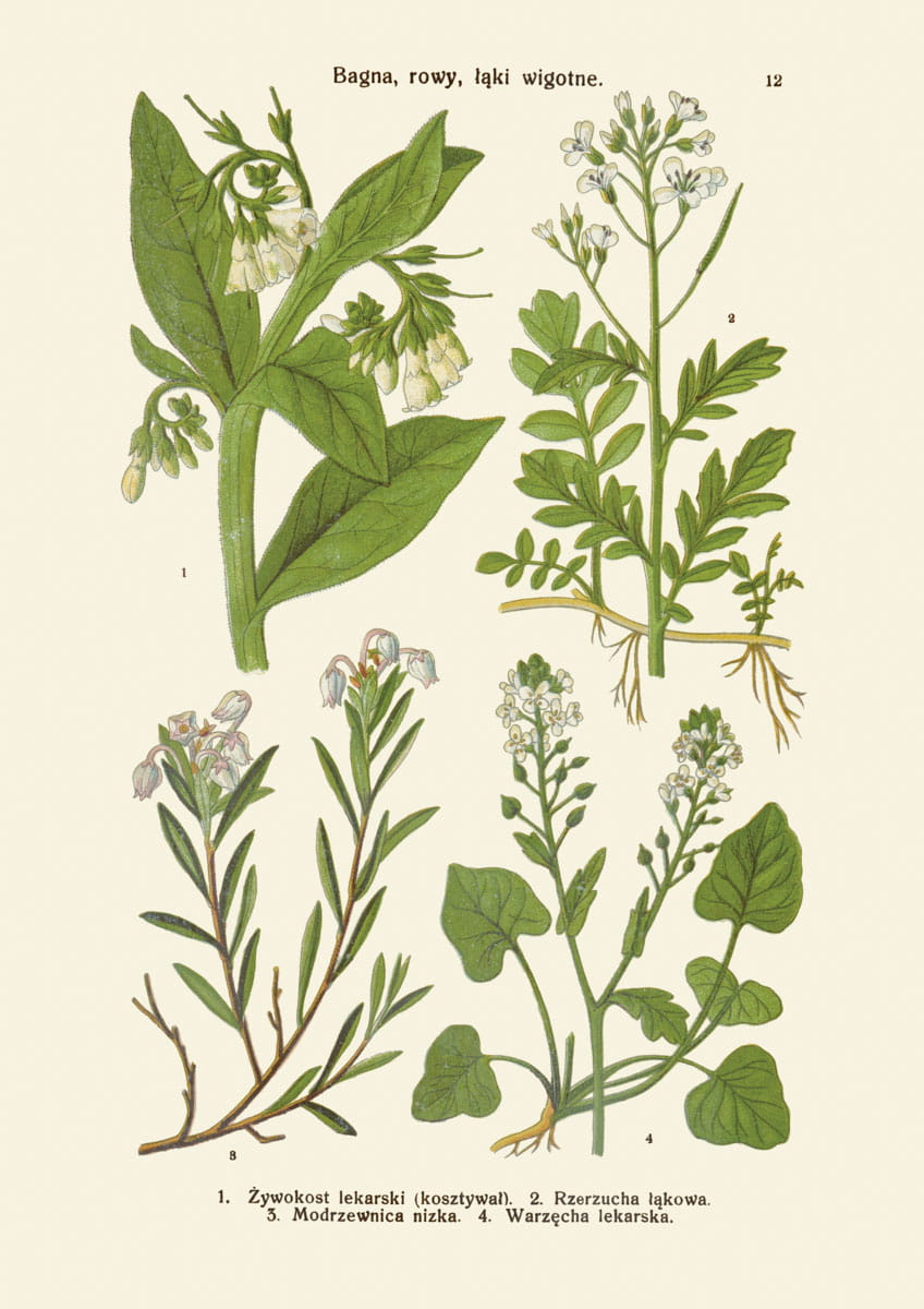 Rycina botaniczna: Bagna, rowy, łąki wilgotne