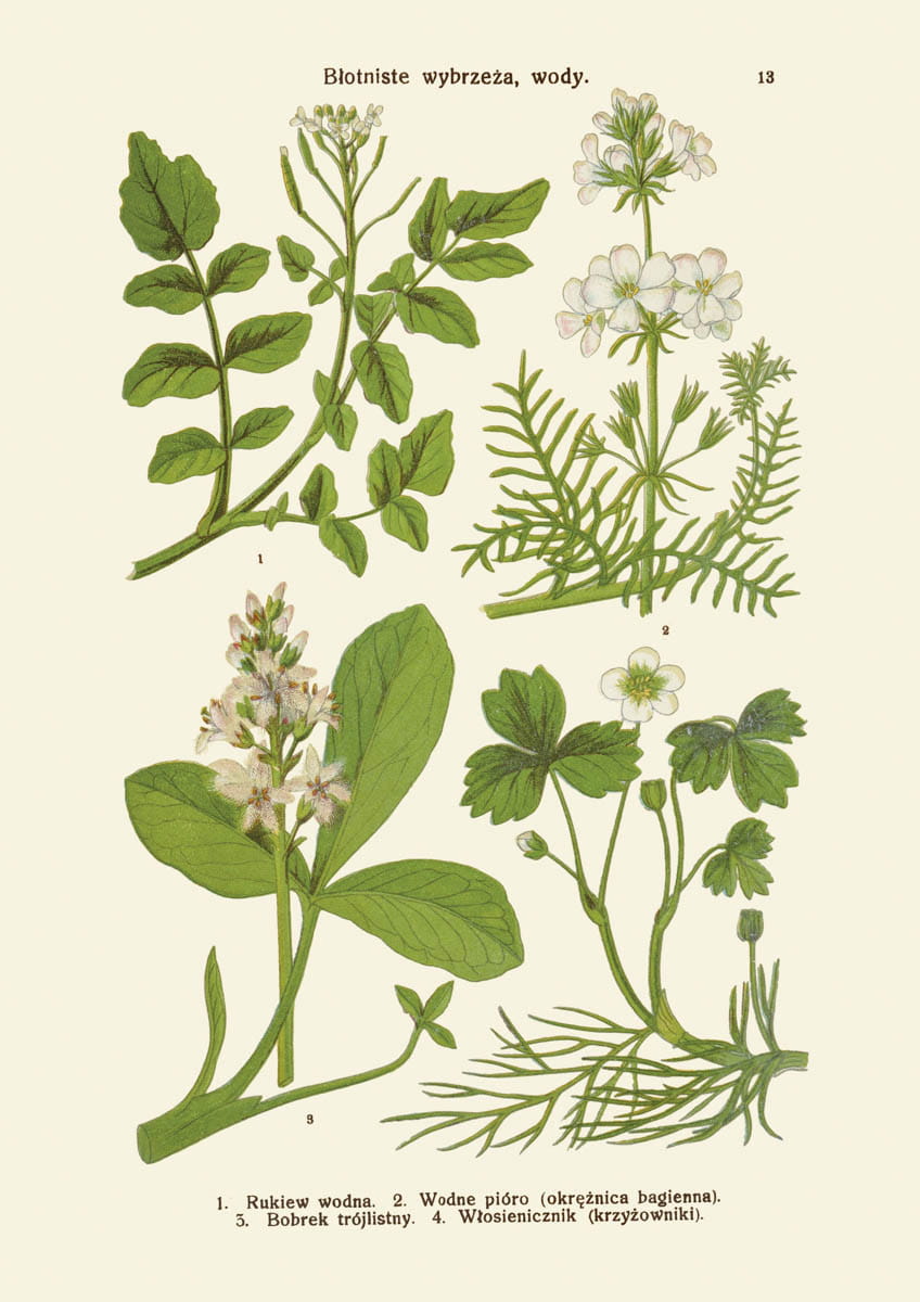 Rycina botaniczna: Błotniste wybrzeża, wody