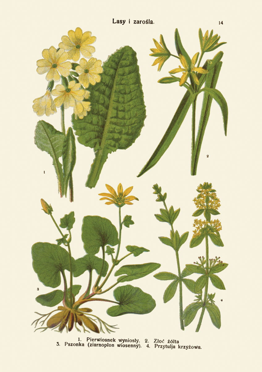 Rycina botaniczna: Lasy i zarośla 06
