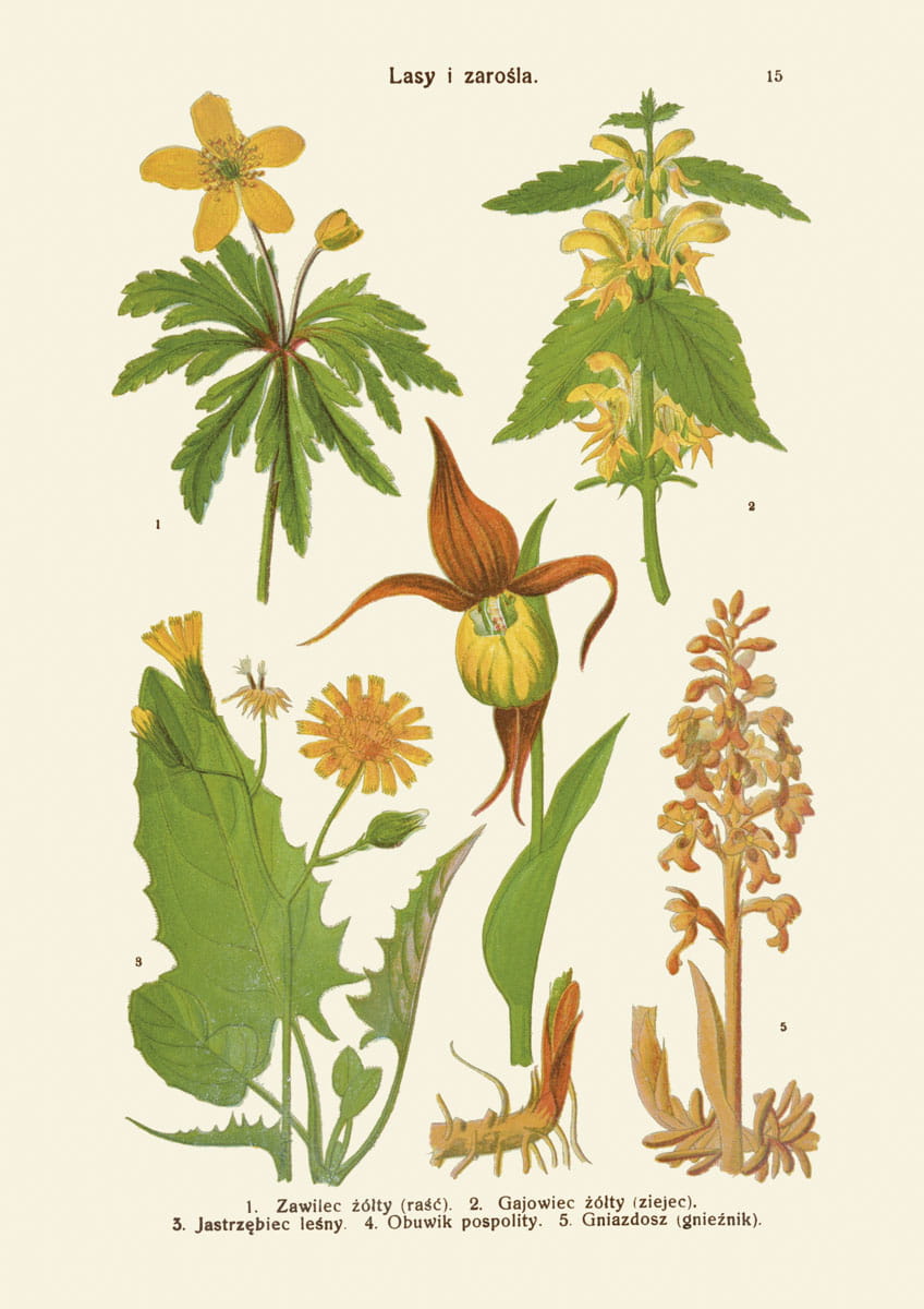 Rycina botaniczna: Lasy i zarośla 07