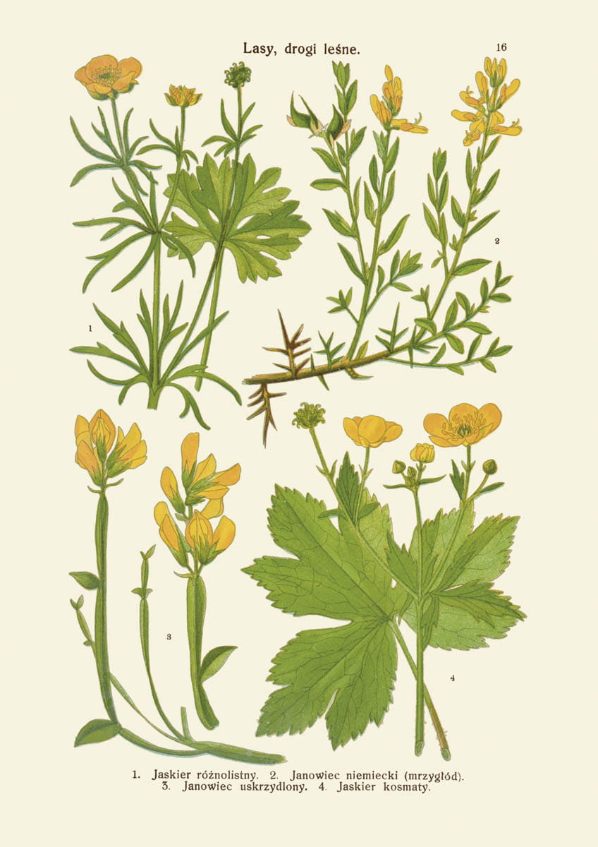 Rycina botaniczna: Lasy, drogi leśne