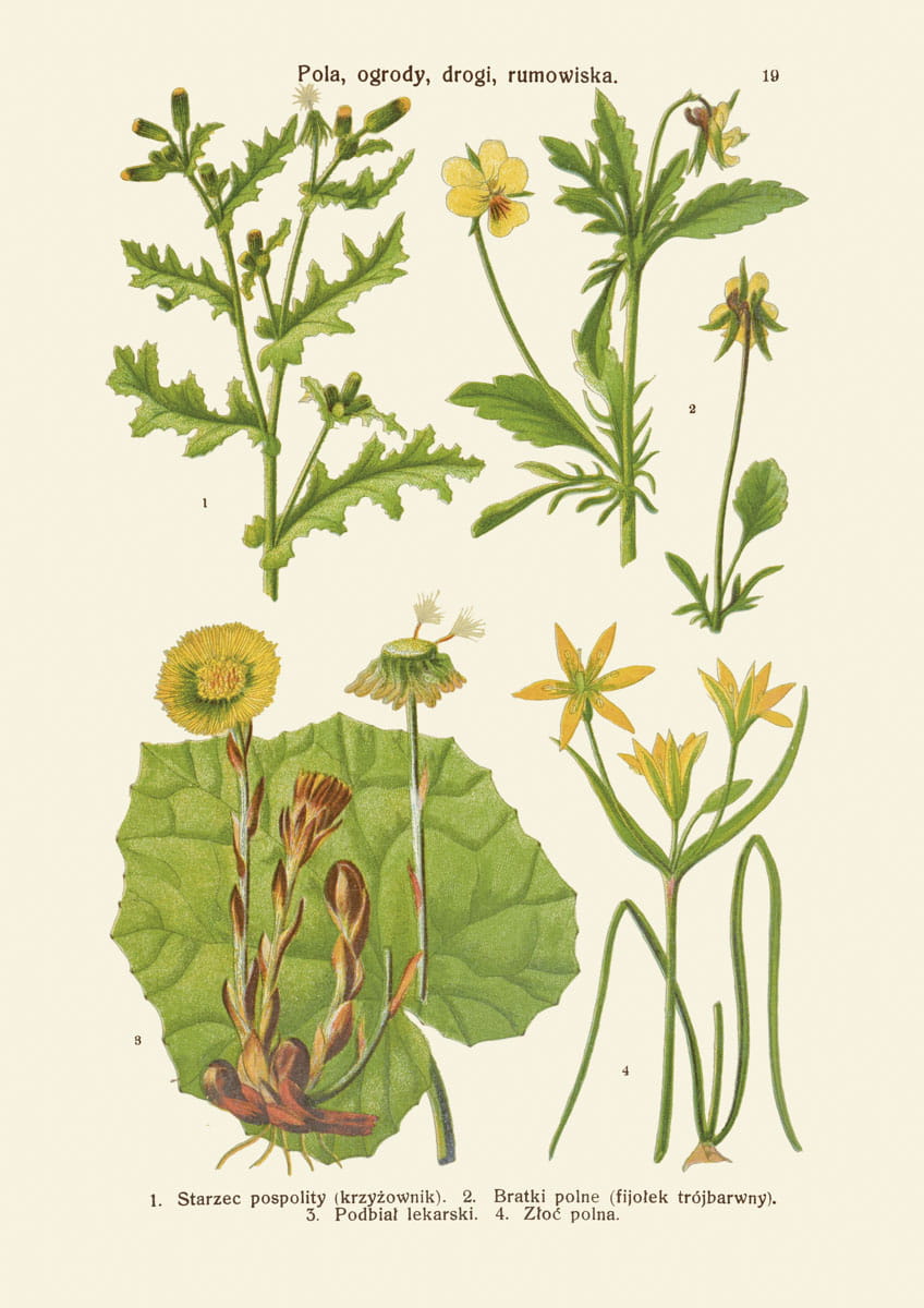 Rycina botaniczna: Pola, ogrody, przydroża, rumowiska 4