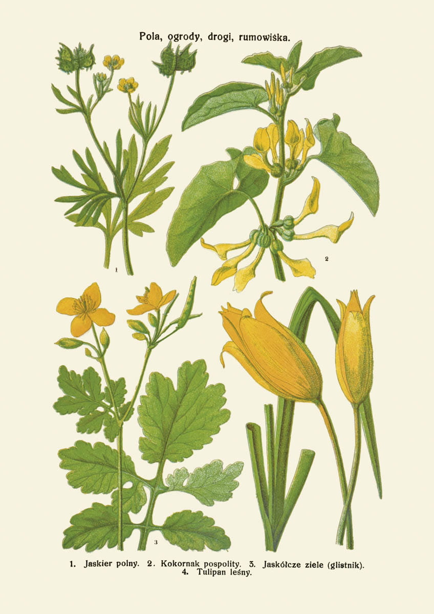 Rycina botaniczna: Pola, ogrody, przydroża, rumowiska 6