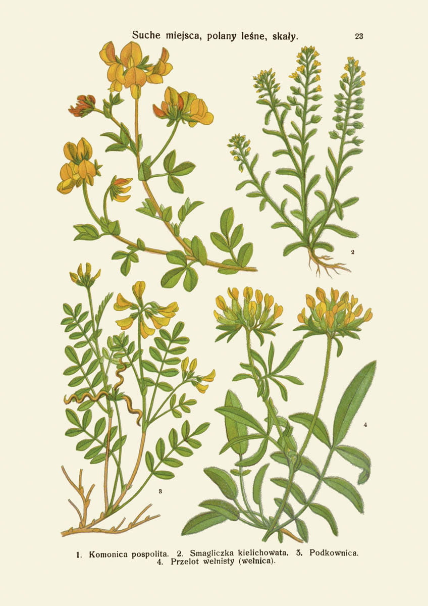 Rycina botaniczna: Suche miejsca, polany leśne, skały 2
