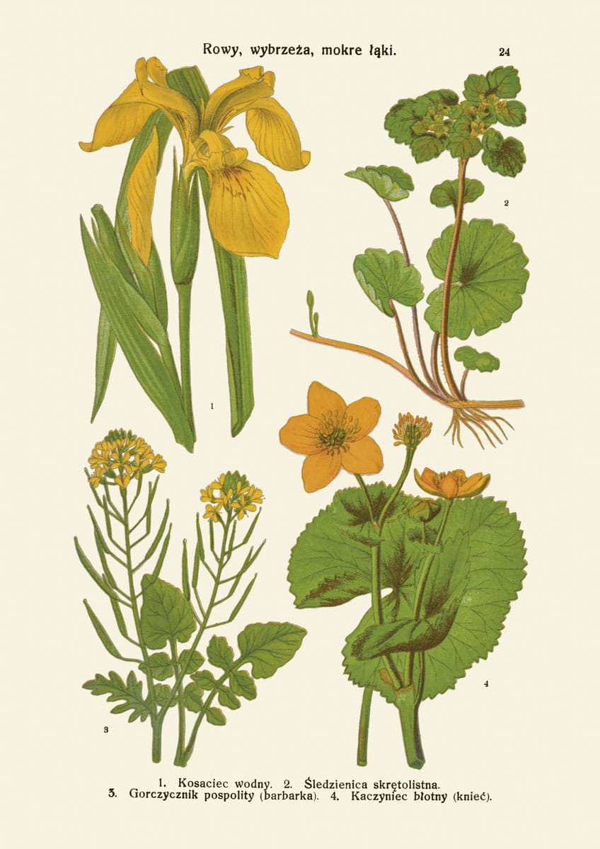 Rycina botaniczna: Rowy, wybrzeża, mokre łąki
