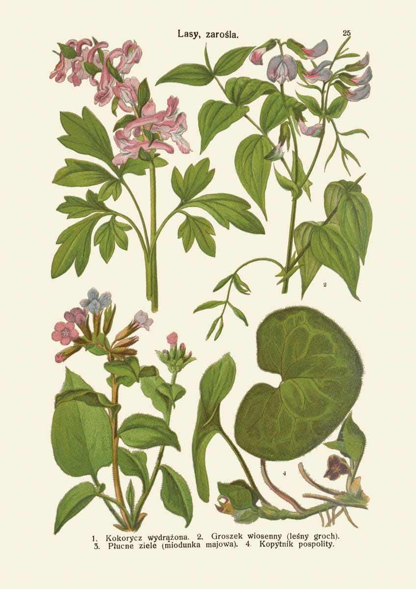 Rycina botaniczna: Lasy i zarośla 08