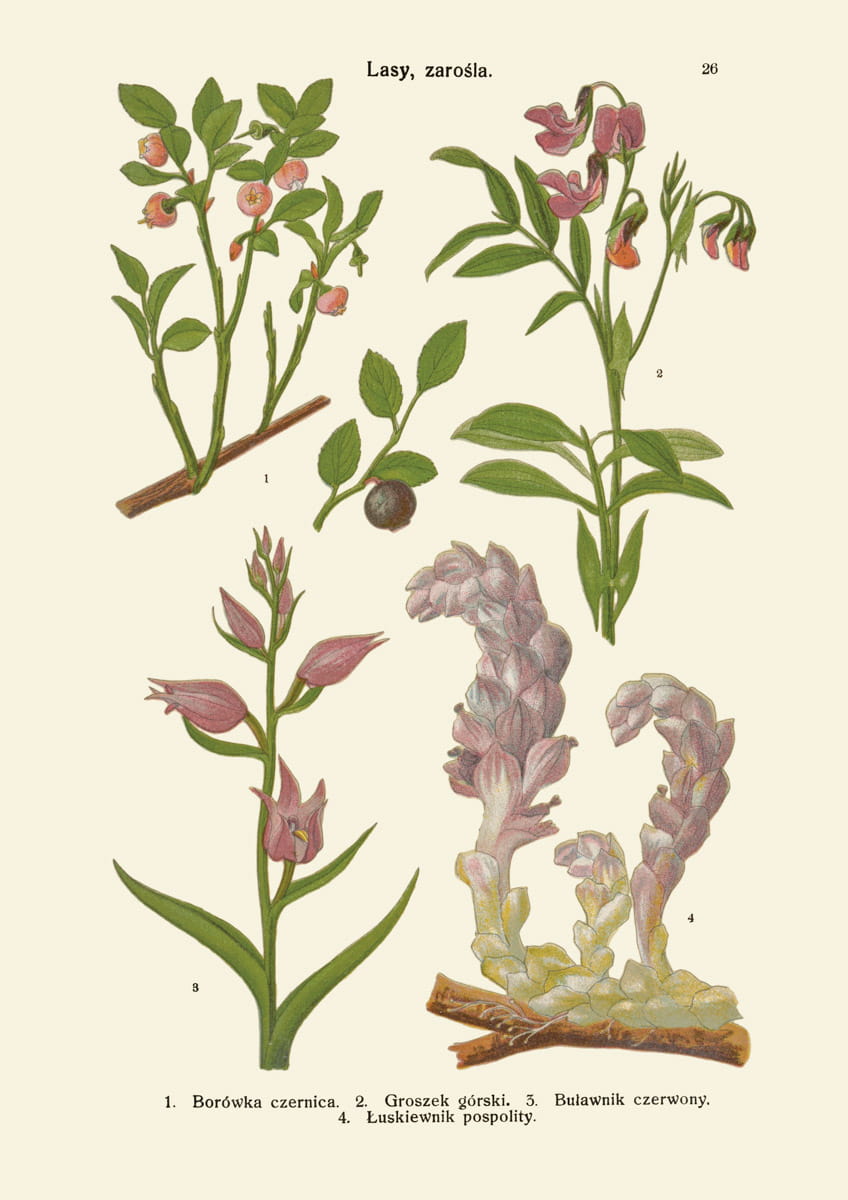 Rycina botaniczna: Lasy i zarośla 09
