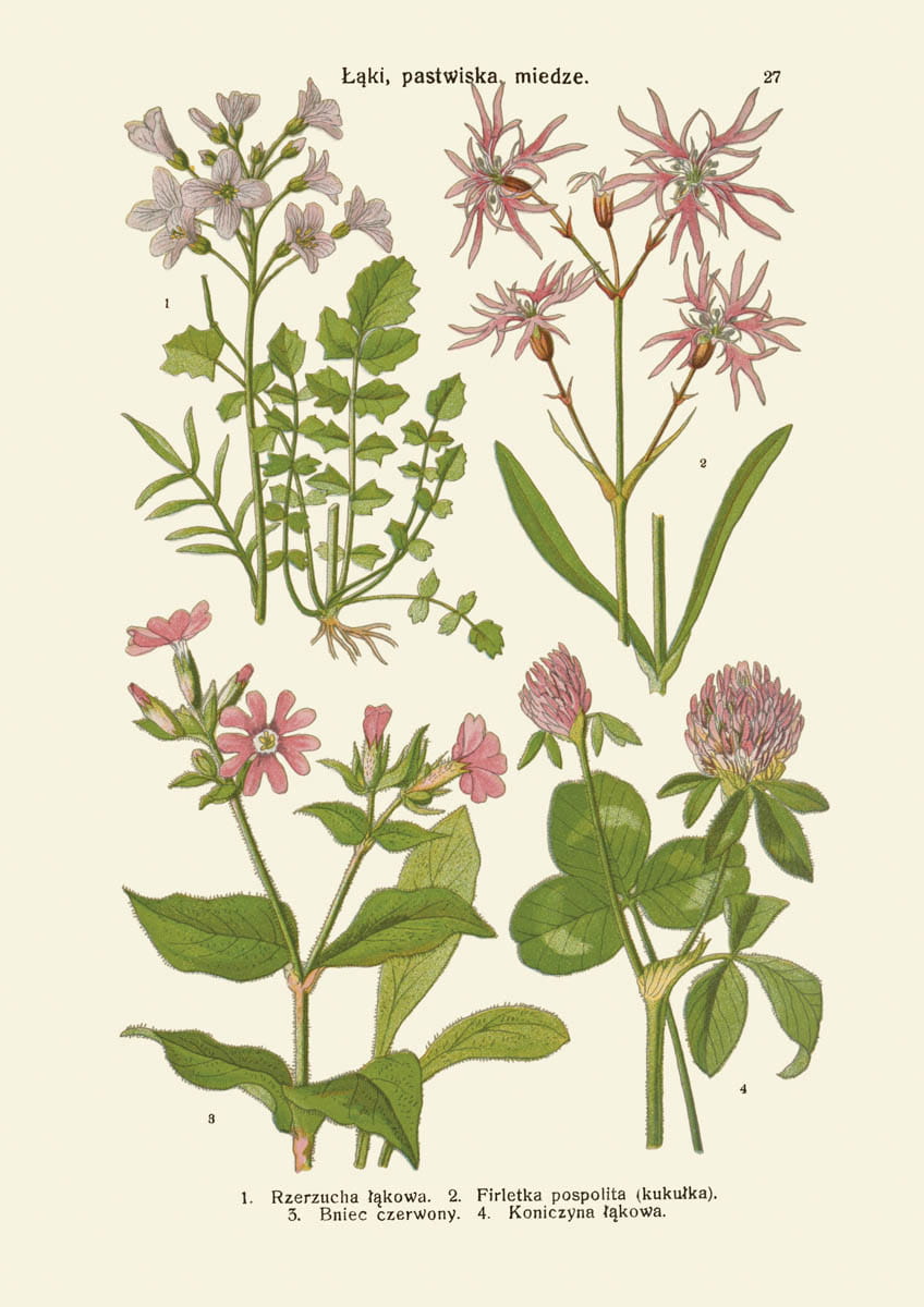 Rycina botaniczna: Łąki, pastwiska, miedze 5