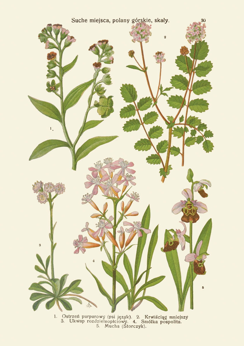 Rycina botaniczna: Suche miejsca, polany górskie, skały
