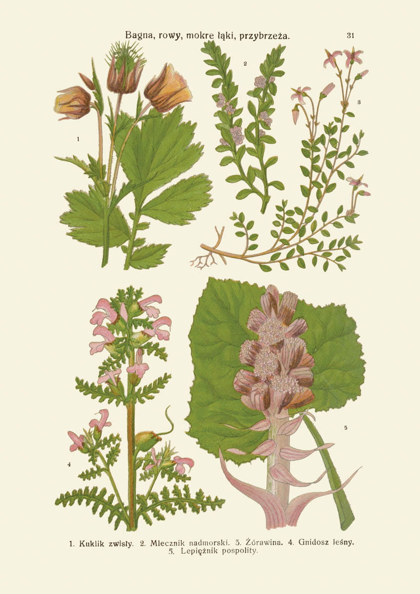 Rycina botaniczna: Bagna, rowy, mokre łąki, przybrzeża