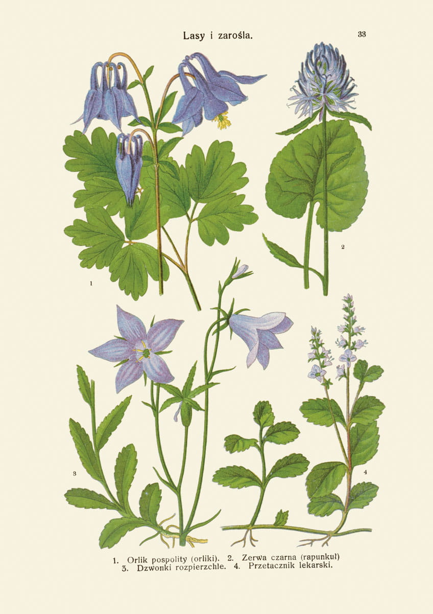Rycina botaniczna: Lasy i zarośla 11